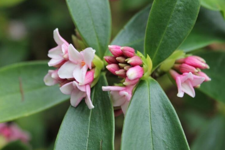 瑞香花是草本还是木本植物？木本植物的优雅代表