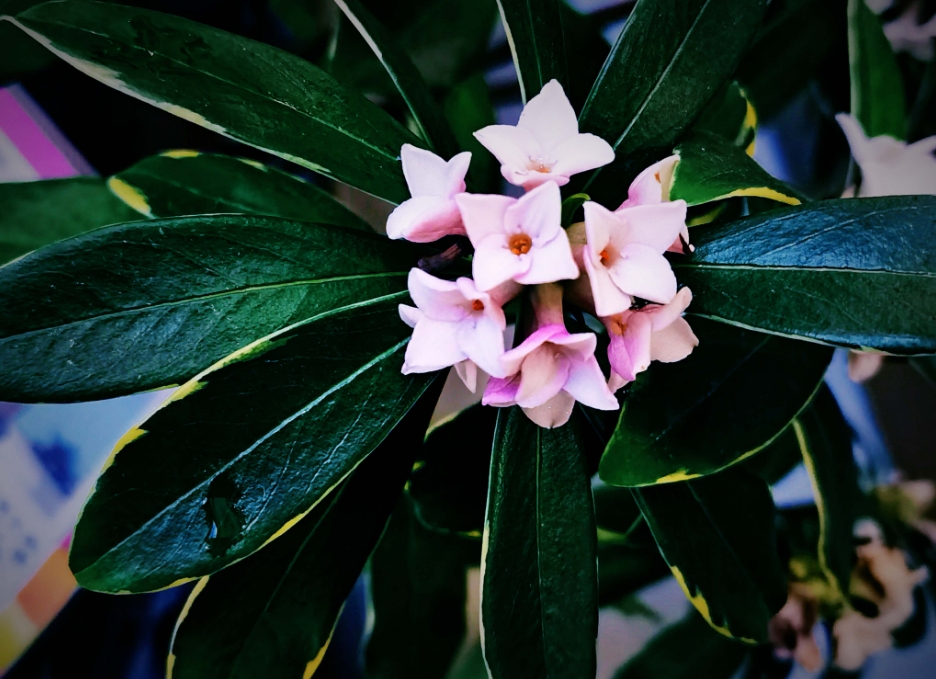 瑞香花是草本还是木本植物？木本植物的优雅代表