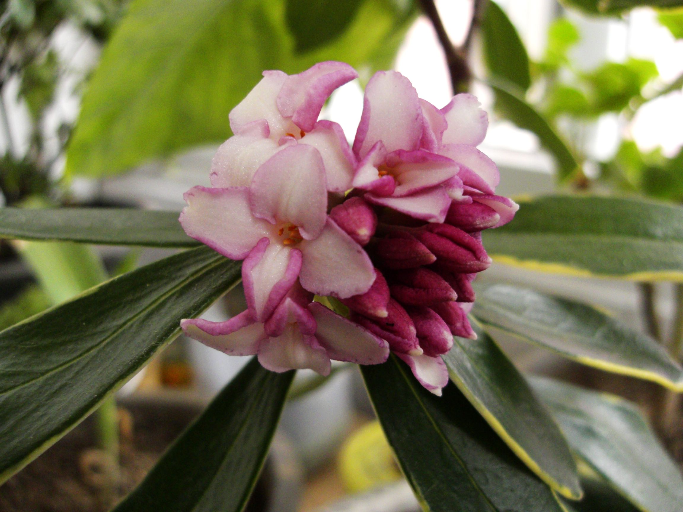 瑞香花是草本还是木本植物？木本植物的优雅代表