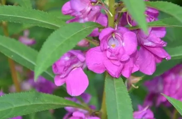 凤仙花有毒吗？这些情况下凤仙花可能对人体有害。