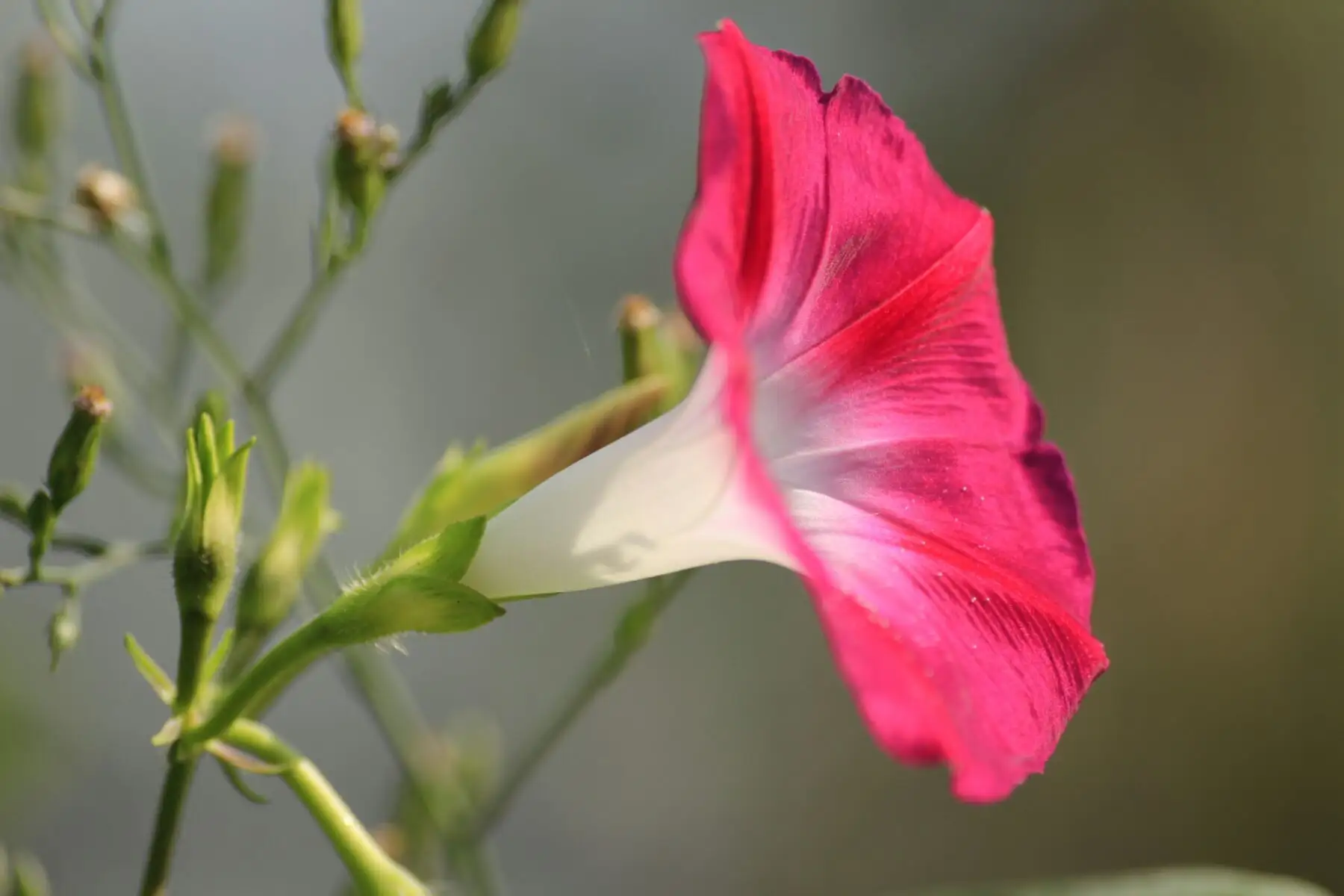 牵牛花有几种颜色？从蓝到紫，从白到红的多样色彩花卉。