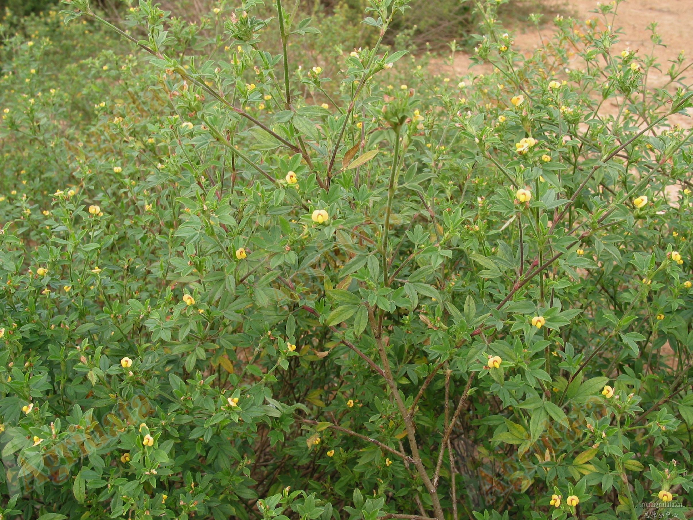 花草种子发芽秘籍，科学种植轻松提高发芽率。