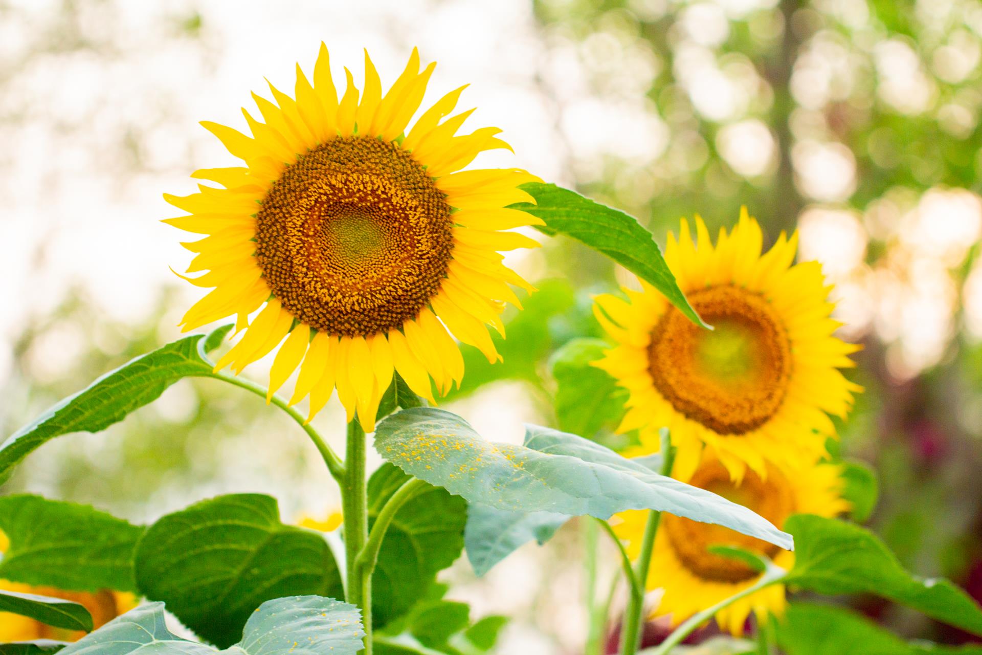 科学解读：向日葵花是不是一直向着太阳生长？