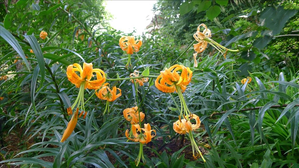 百合花最早出现在哪里？古老传说与探索追寻百合起源。