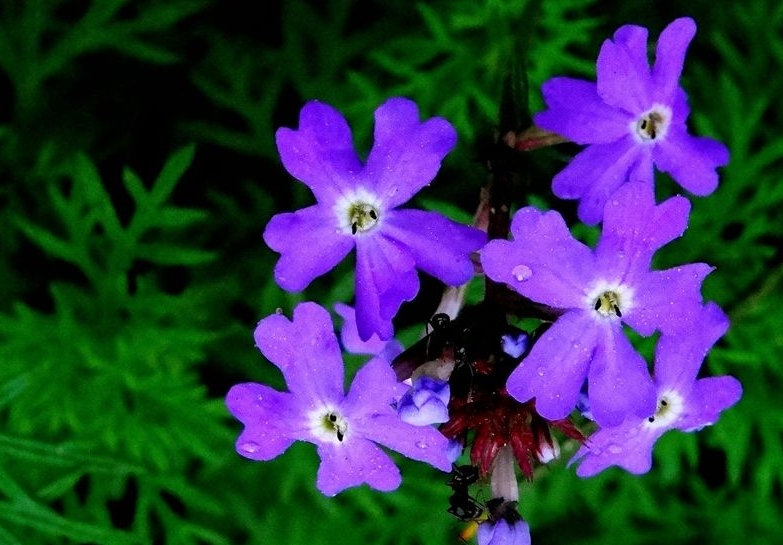 紫罗兰怎么养护开花快？光照+浇水快速开花技巧