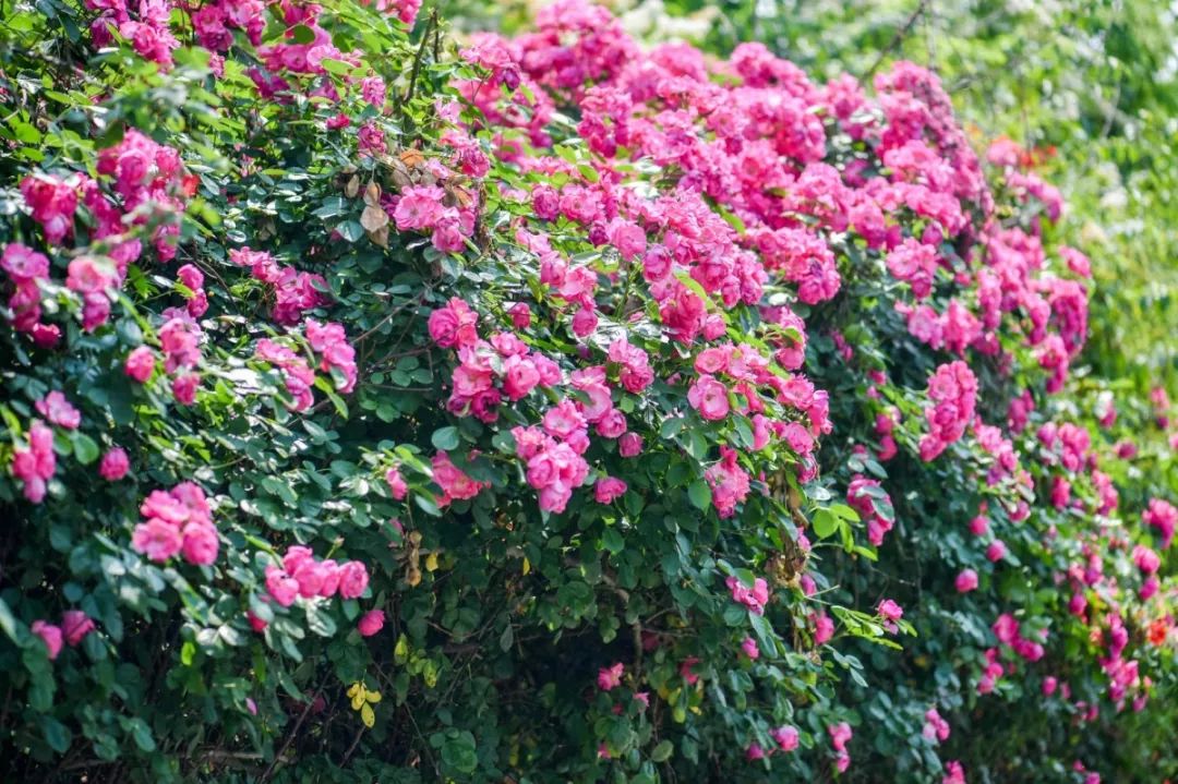 蔷薇花是木本还是草本植物？木本身份之美。