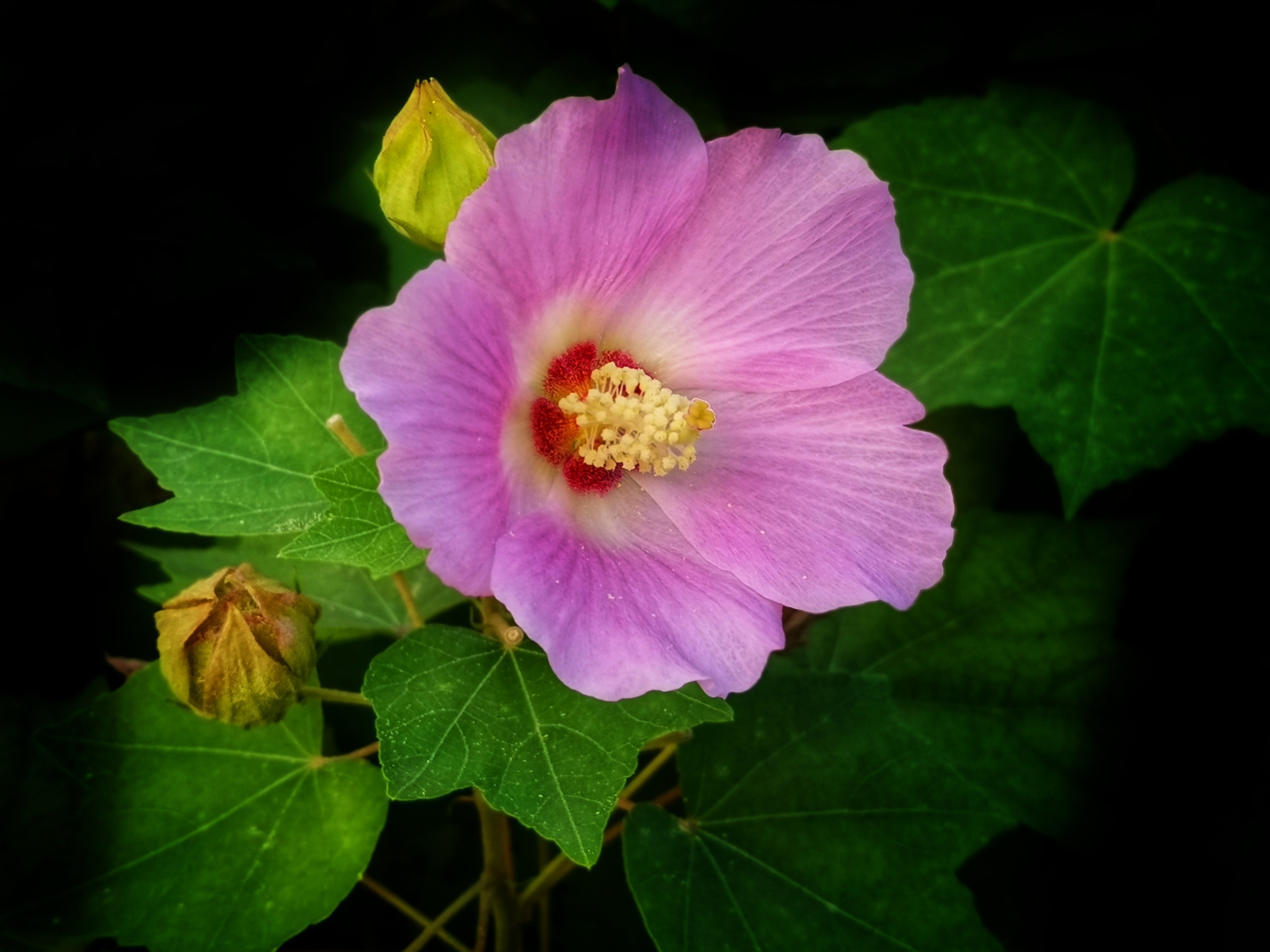 芙蓉花是荷花吗？全方位揭示芙蓉花与荷花的区别。