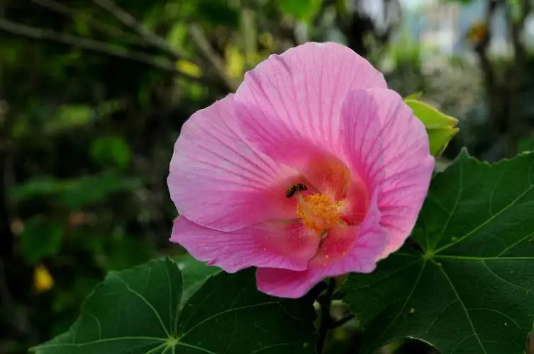 芙蓉花是荷花吗？全方位揭示芙蓉花与荷花的区别。