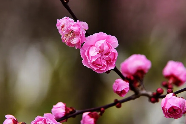 梅花有香味吗？梅花香自苦寒来，淡雅幽香令人醉。