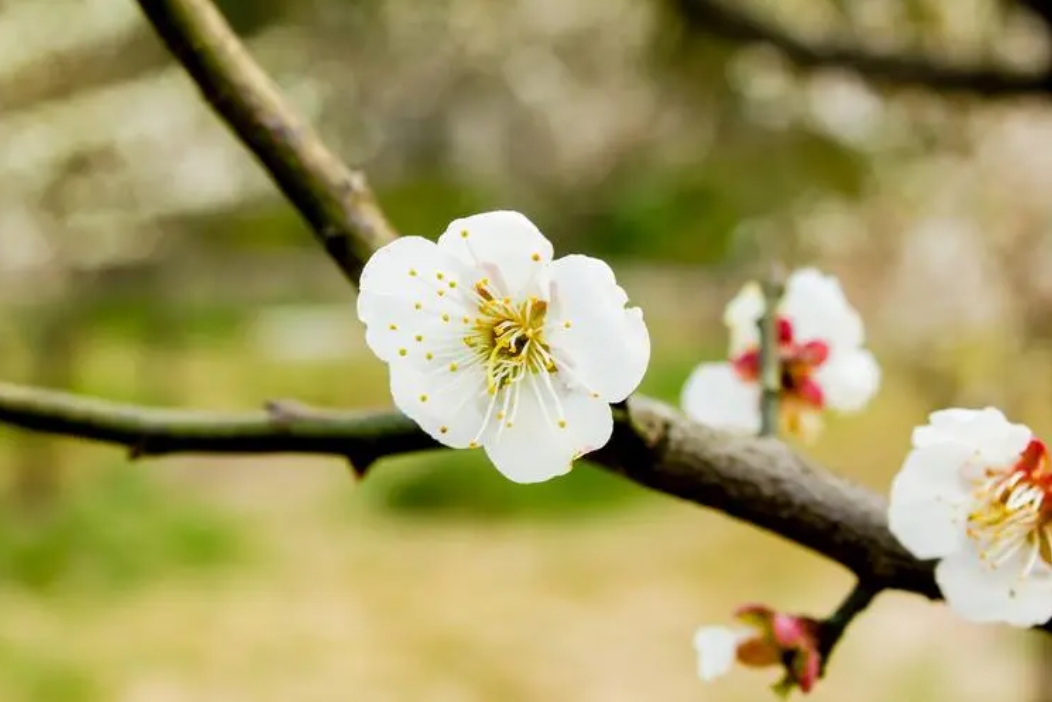 梅花有香味吗？梅花香自苦寒来，淡雅幽香令人醉。