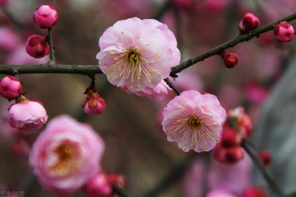 梅花有香味吗？梅花香自苦寒来，淡雅幽香令人醉。