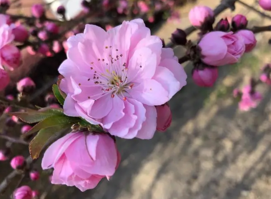 桃花有几个花瓣？五瓣绽放寓意五福临门的祝福。