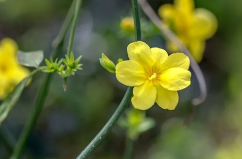 迎春花耐低温吗？冬日养护攻略让迎春花笑傲寒冬。