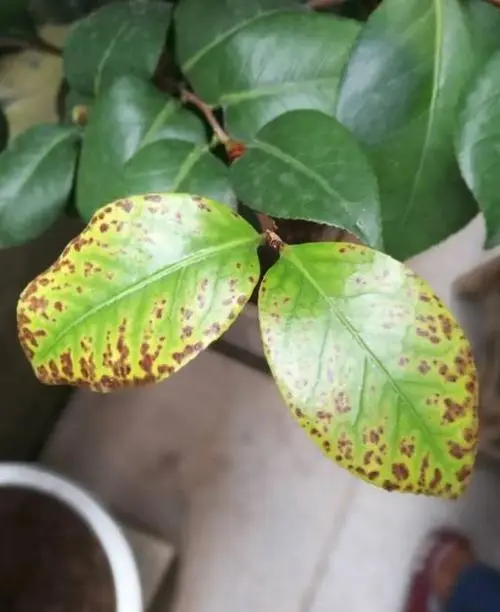 茶花养护难题-茶花叶子发黄有锈斑是怎么回事？