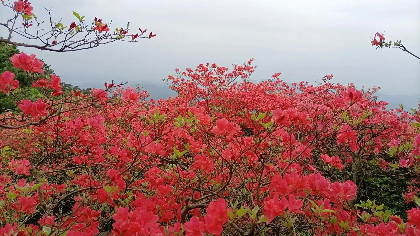 杜鹃花和映山红是一种花吗？春色满园都一样。