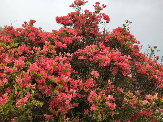 杜鹃花和映山红是一种花吗？春色满园都一样。