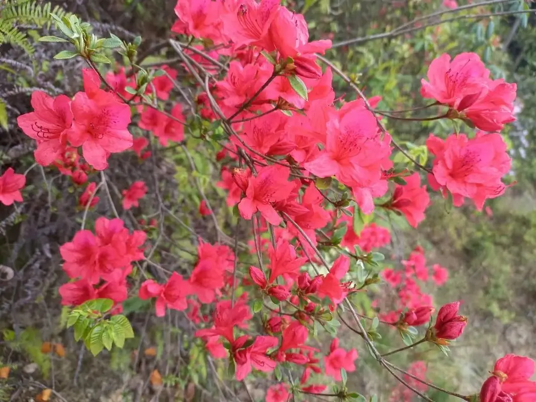 杜鹃花和映山红是一种花吗？春色满园都一样。