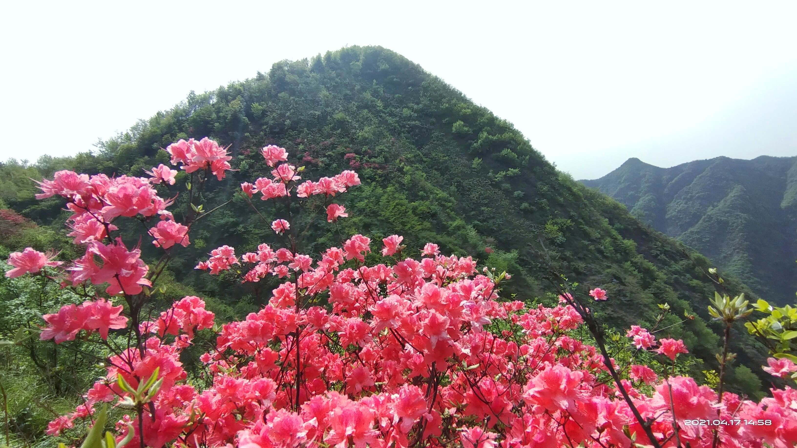 杜鹃花和映山红是一种花吗？春色满园都一样。