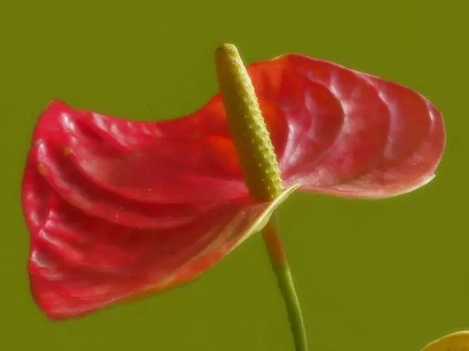 红掌的花为什么看起来像假花？鲜艳饱满的颜色与蜡质层互相叠加的魅力。