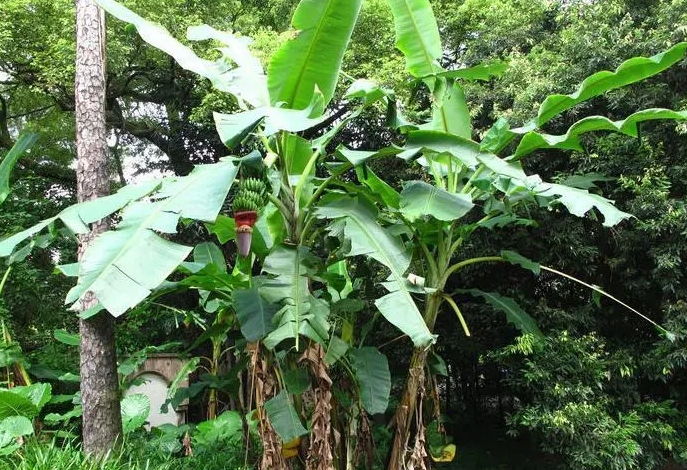 芭蕉物语-芭蕉为什么是最老实的植物？静守岁月，无私奉献。