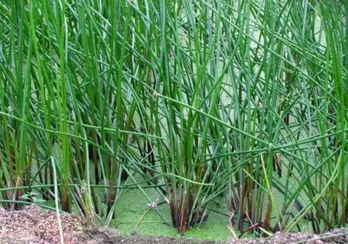 探寻荸荠生长之源：水生植物中的“黑珍珠”。