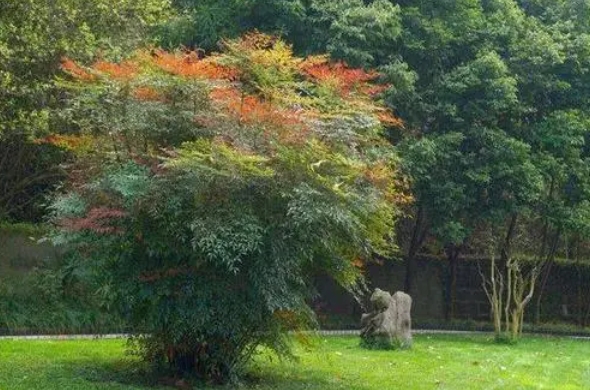 一眼万年南天竹，选择庭院最佳位置种植打造绝美庭院。