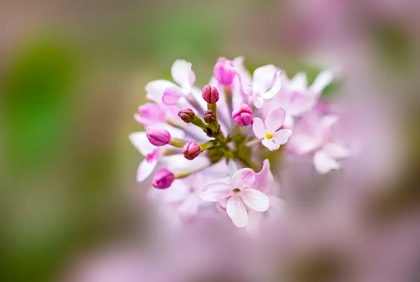 绿意盎然，香满室—丁香花盆栽养护指南宝典