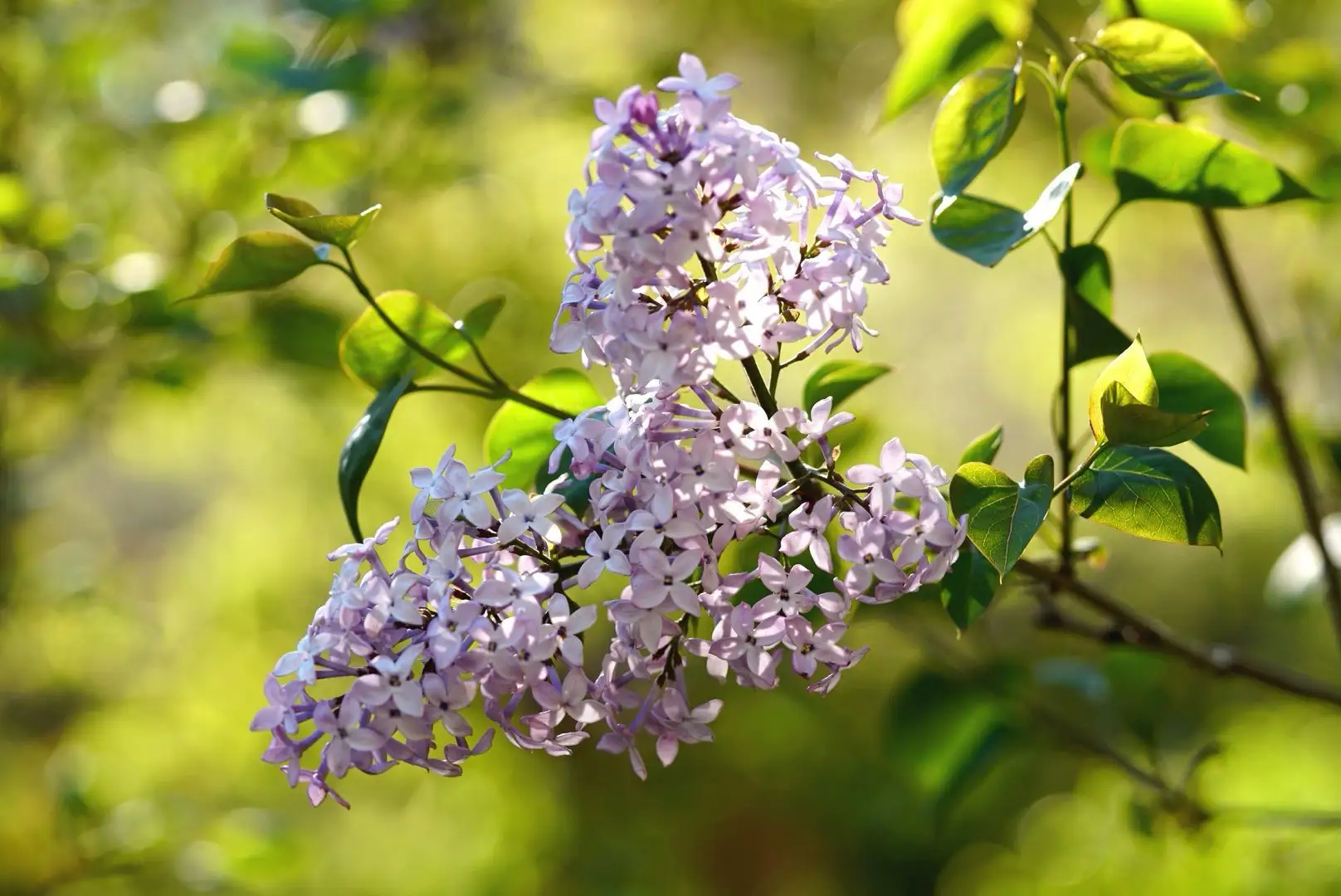 绿意盎然，香满室—丁香花盆栽养护指南宝典