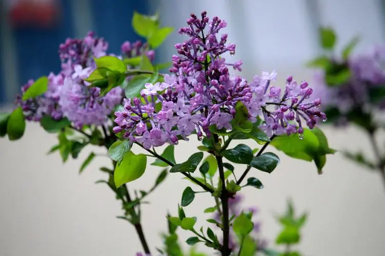 绿意盎然，香满室—丁香花盆栽养护指南宝典