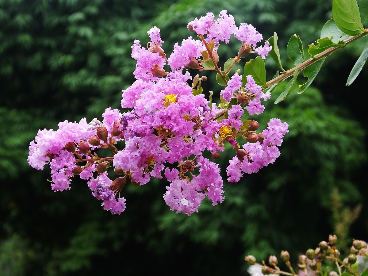 矮紫薇也能爆成花海？轻松养护长高开花满盆。