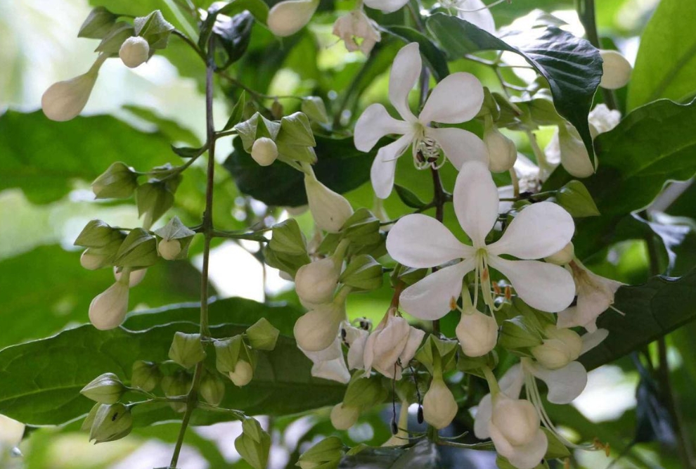 <b>紧急预警！垂丝茉莉花苞脱落的四大元凶。</b>