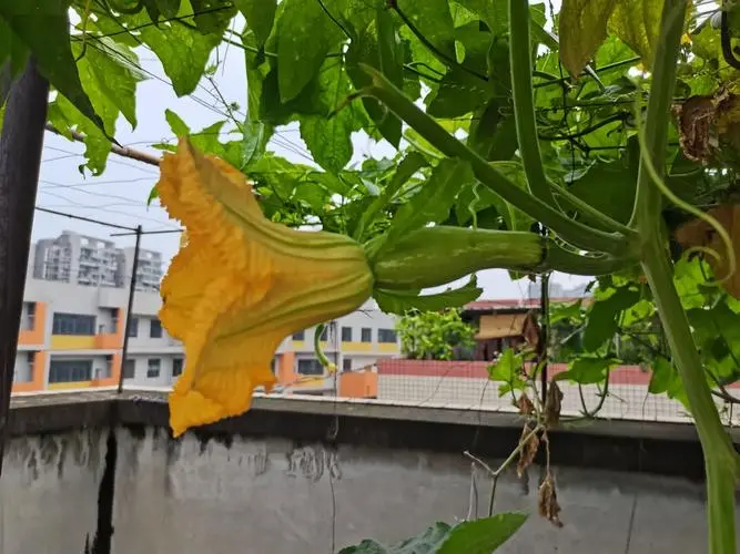 丝瓜不开花不结果的五大元凶，你中招了吗？