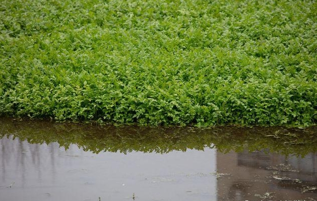 芹菜生长种植环境之谜：土里生根，水中难寻。