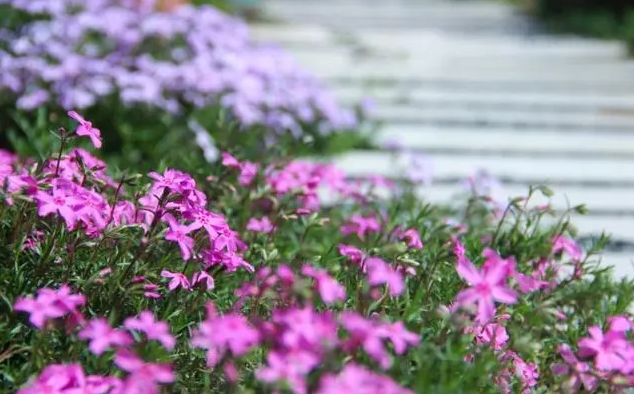 福禄考是芝樱花吗？一花两名的异同点全解析