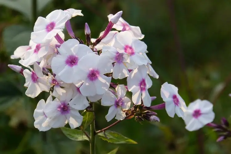 福禄考是芝樱花吗？一花两名的异同点全解析