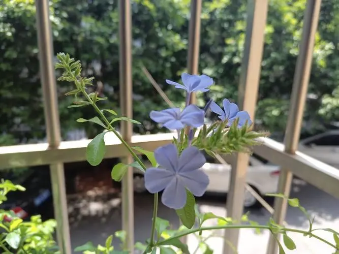 蓝雪花种植困扰：蓝雪花是喜爱酸性土壤还是碱性？