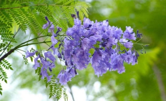 蓝花楹有香味吗？室外绚烂室内能养蓝花楹吗？