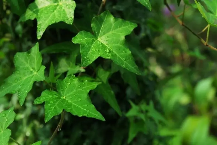 绿意盎然，健康呼吸—十种除甲醛绿植花卉精选推荐