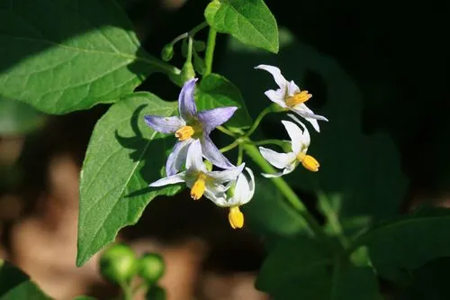 茄子是什么科植物类型？一年生草本植物的代表。