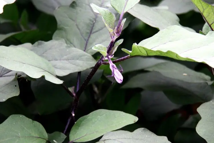 茄子是什么科植物类型？一年生草本植物的代表。