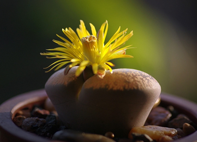 花开一瞬，养护长情：生石花开花周期与护理指南