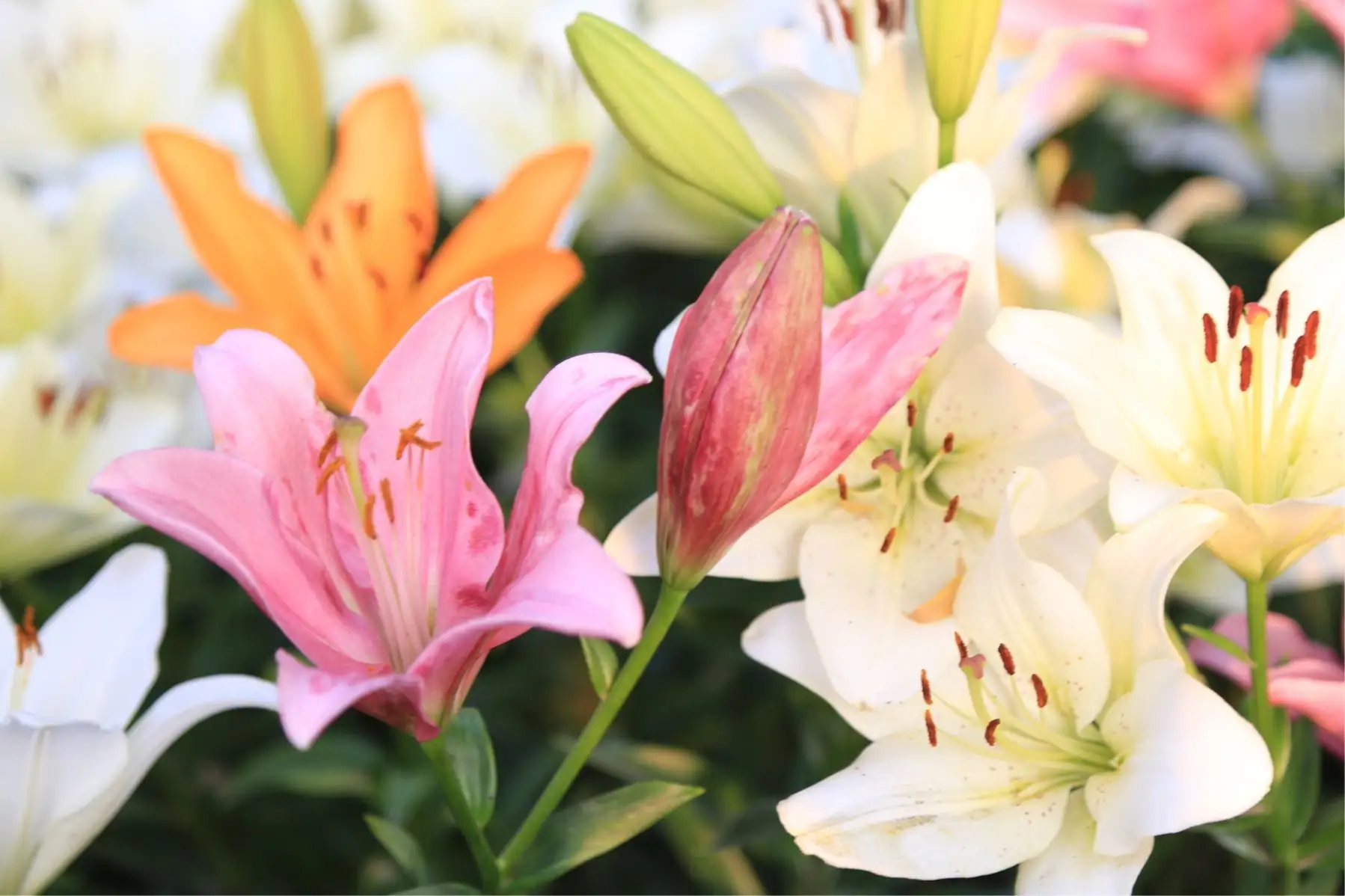 百合花开花后种球怎么处理留住来年的芬芳