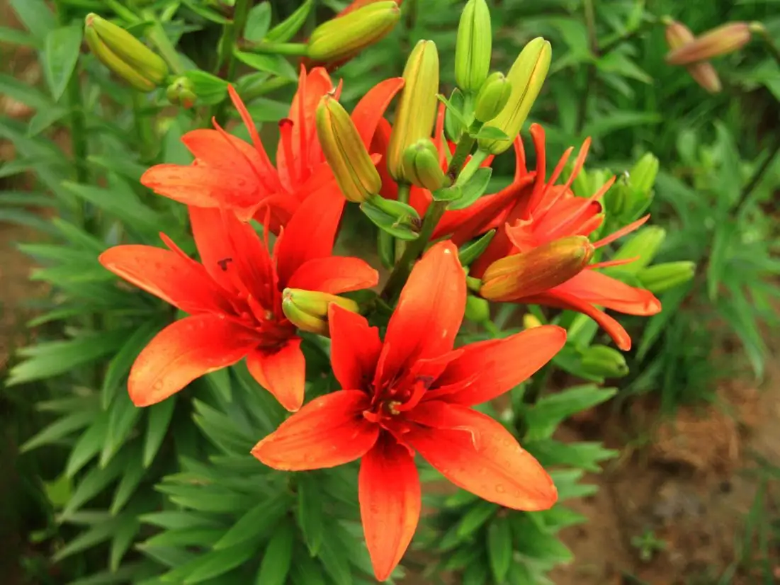 百合花开花后种球怎么处理留住来年的芬芳