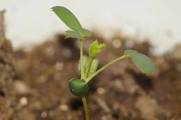 春日播种，秋收芬芳：蔷薇花种子种植时间与方法