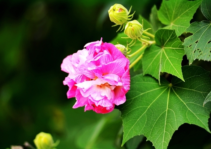 花开两朵，各表一枝：芙蓉花与合欢花的独特魅力