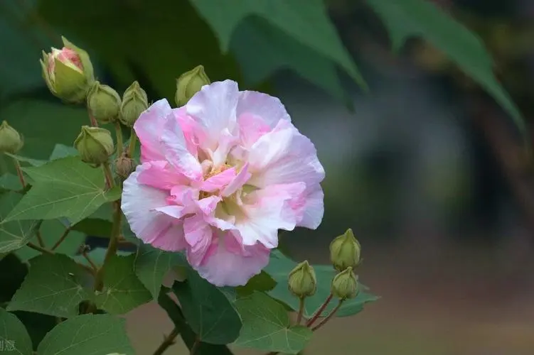 花开两朵，各表一枝：芙蓉花与合欢花的独特魅力