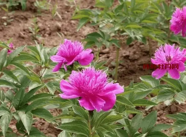 秋播春赏，芍药种子种植指南：打造你的私人花海！