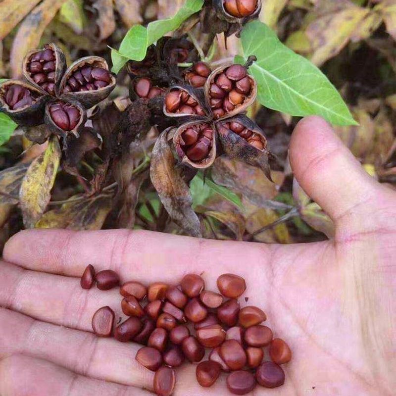 秋播春赏，芍药种子种植指南：打造你的私人花海！