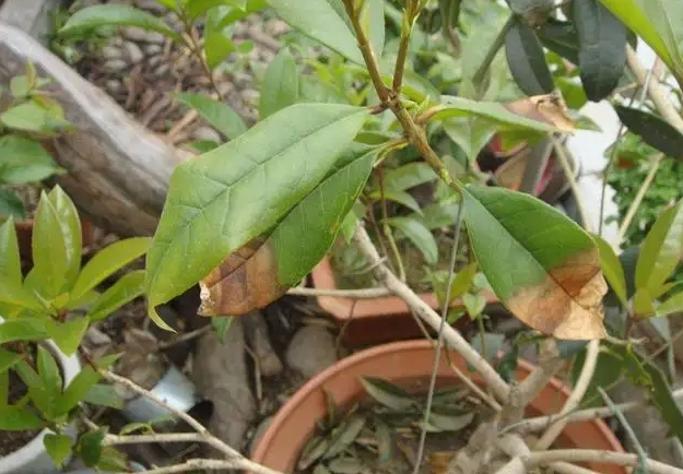 桂花树种植陷阱：警惕发芽即枯的四大元凶