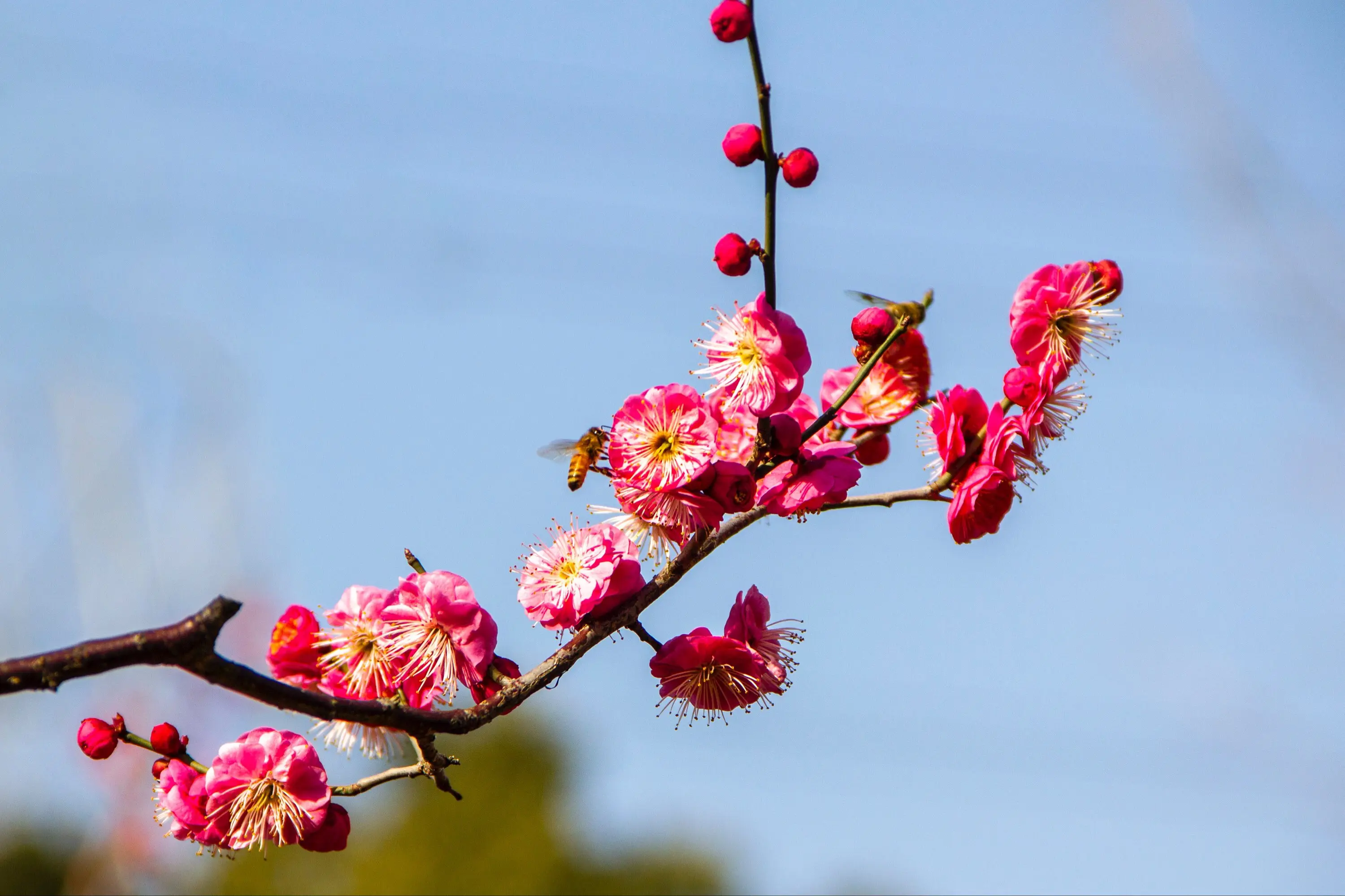 梅花有叶子吗？冬日奇迹花盛开时为何“无叶”？